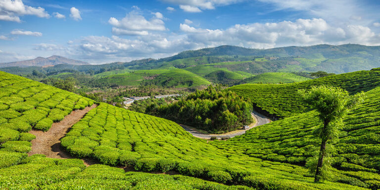 bangalore to munnar package - Munnar tour